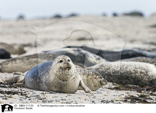 Seehunde / Common Seals / MBS-11133