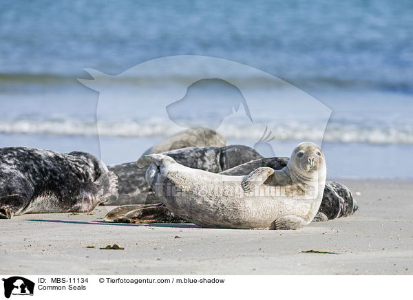 Common Seals / MBS-11134