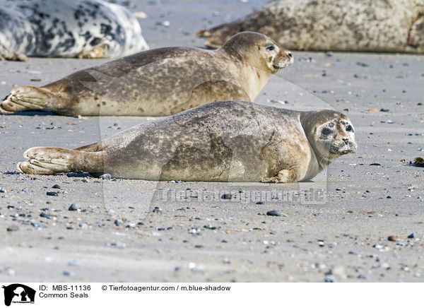 Common Seals / MBS-11136