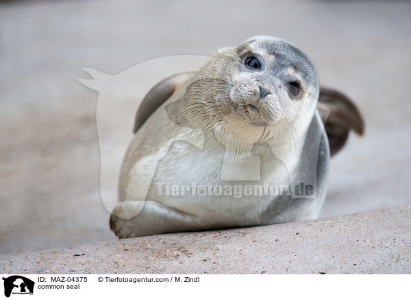 common seal / MAZ-04375