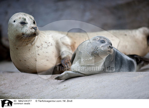 Seehunde / common seals / MAZ-04377