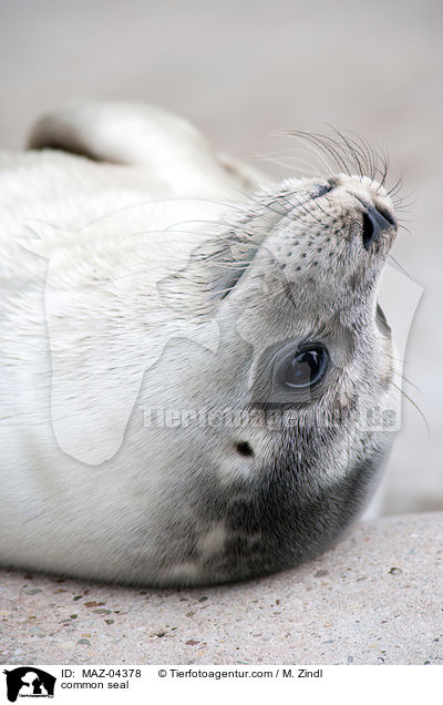 Seehund / common seal / MAZ-04378