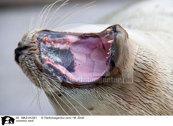 Seehund / common seal / MAZ-04381