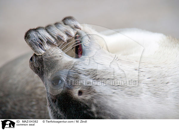Seehund / common seal / MAZ-04382