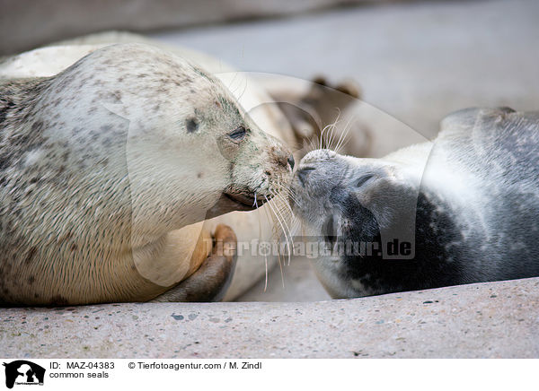 Seehunde / common seals / MAZ-04383
