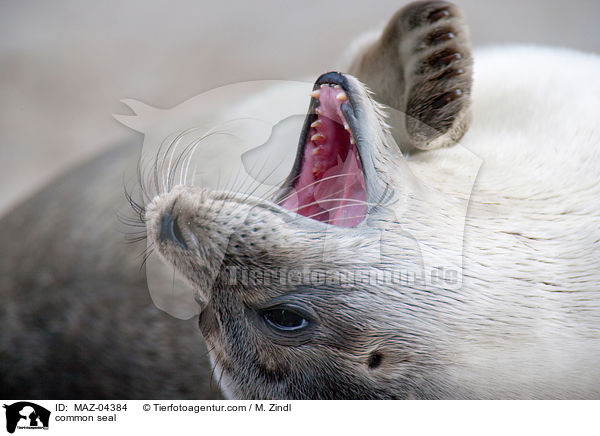 Seehund / common seal / MAZ-04384
