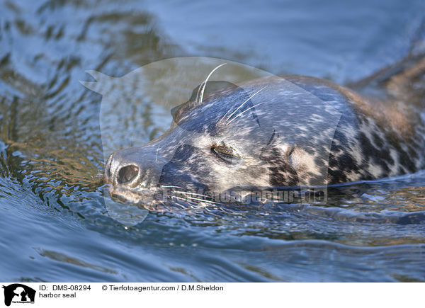 harbor seal / DMS-08294