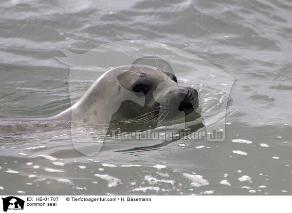common seal / HB-01707