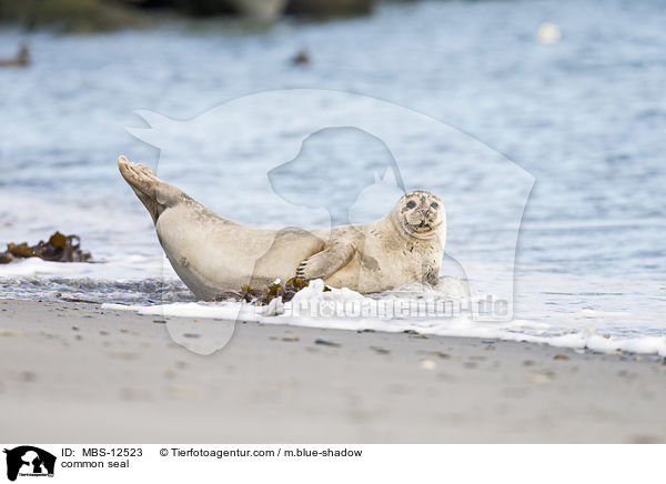 common seal / MBS-12523