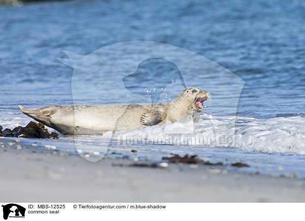 common seal / MBS-12525