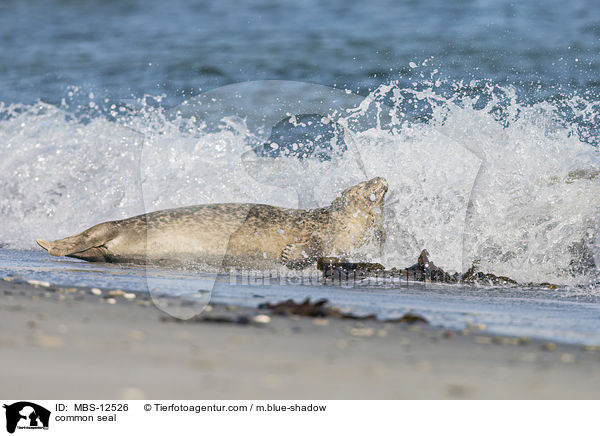 common seal / MBS-12526