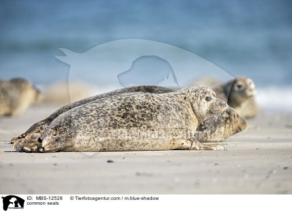 common seals / MBS-12528