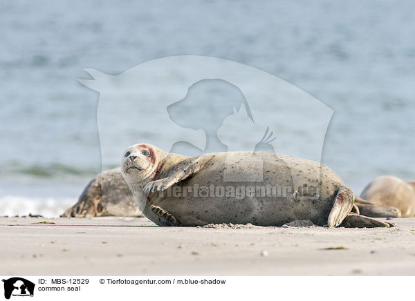 Seehund / common seal / MBS-12529