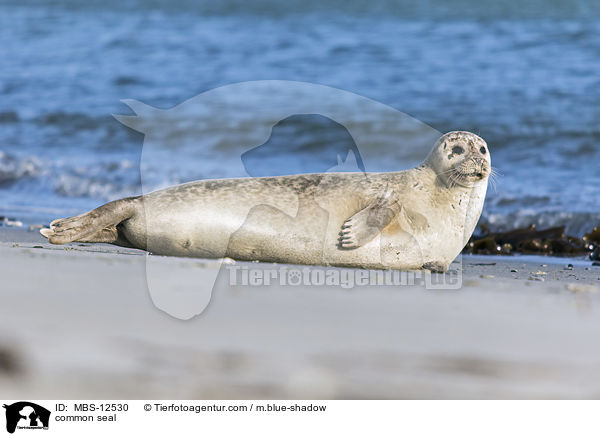 common seal / MBS-12530
