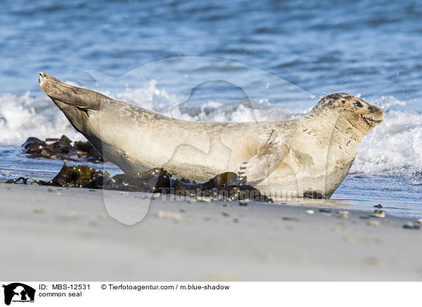 common seal / MBS-12531