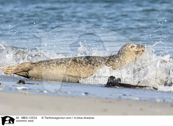 common seal / MBS-12532