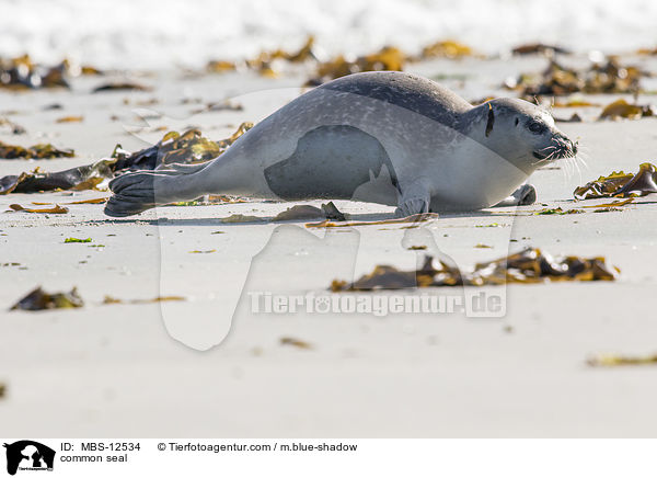 Seehund / common seal / MBS-12534