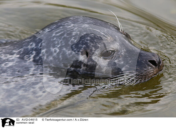 Seehund / common seal / AVD-04615