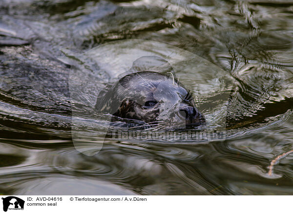 Seehund / common seal / AVD-04616