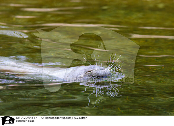 Seehund / common seal / AVD-04617