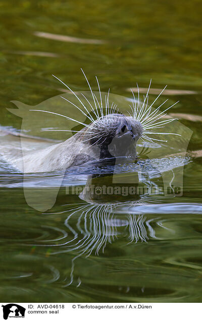 Seehund / common seal / AVD-04618