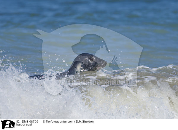 Seehund / harbor seal / DMS-08709