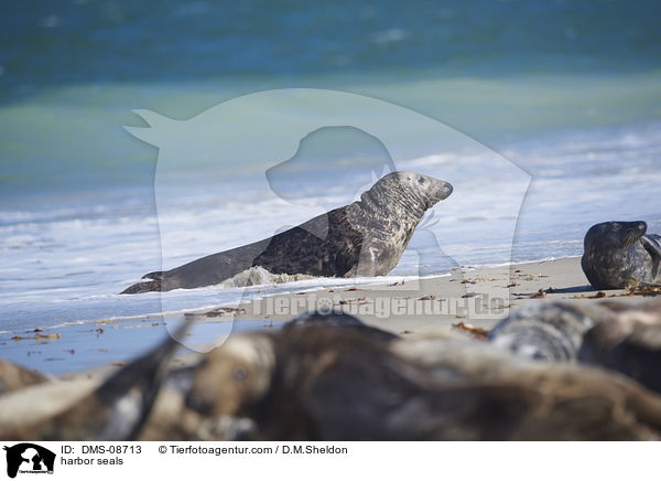 harbor seals / DMS-08713