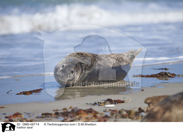 harbor seal / DMS-08714
