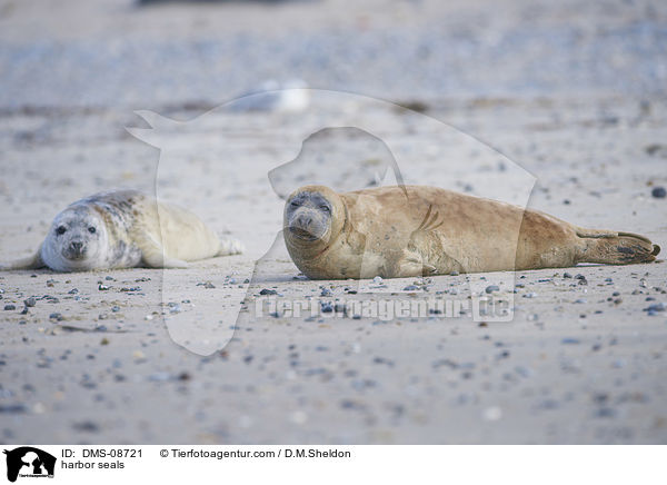 harbor seals / DMS-08721