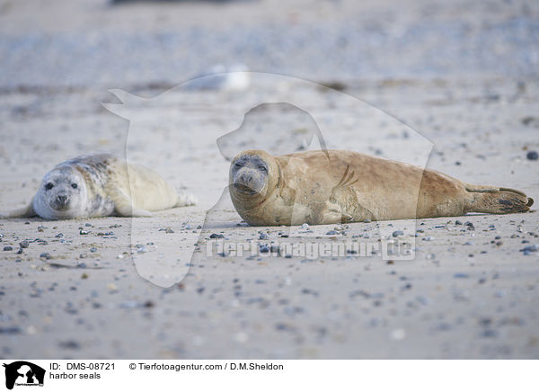 Seehunde / harbor seals / DMS-08721