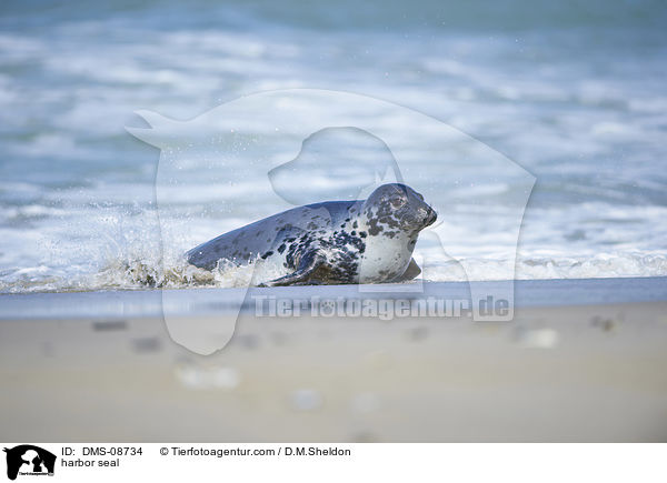 Seehund / harbor seal / DMS-08734