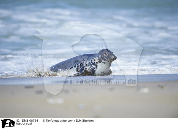 harbor seal / DMS-08734