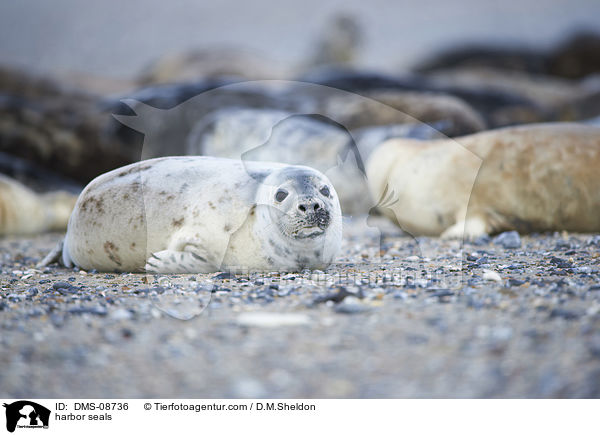 Seehunde / harbor seals / DMS-08736