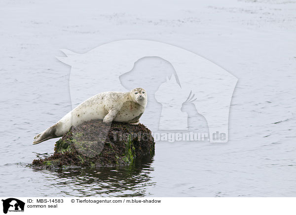 common seal / MBS-14583