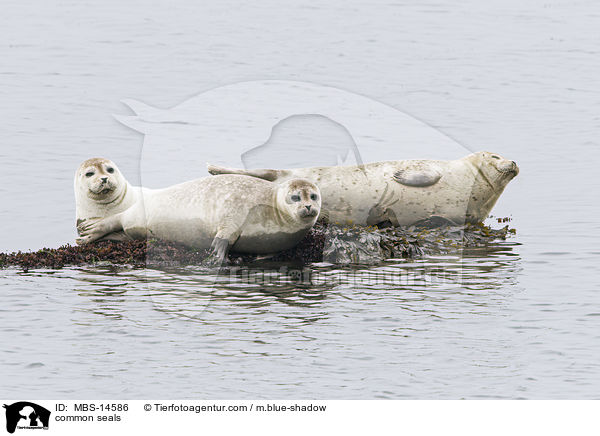 Seehunde / common seals / MBS-14586