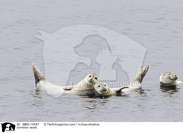 Seehunde / common seals / MBS-14587