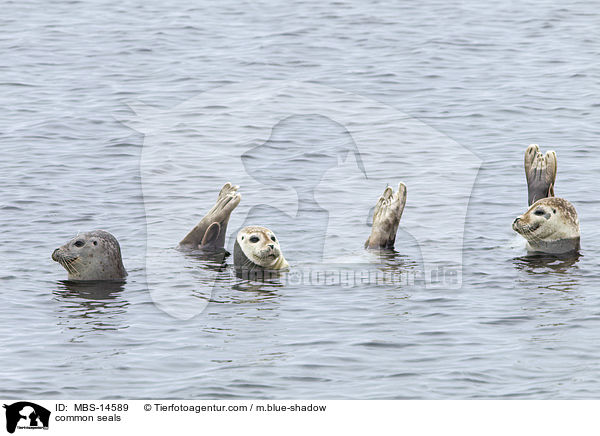 Seehunde / common seals / MBS-14589