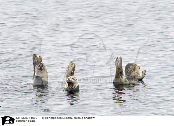 Seehunde / common seals / MBS-14590
