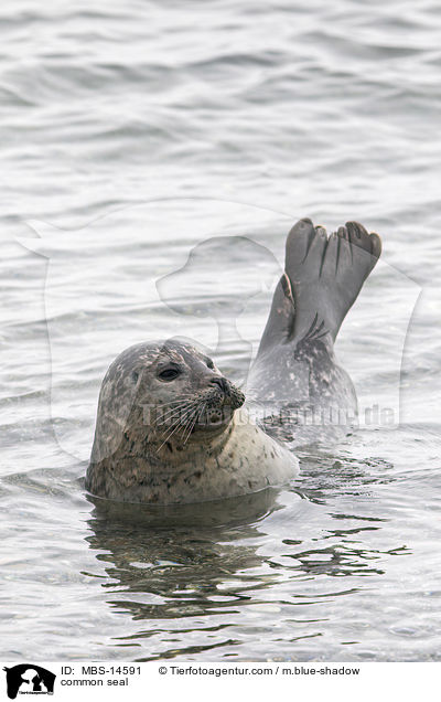 Seehund / common seal / MBS-14591