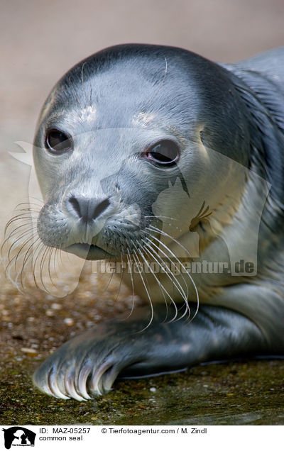 Seehund / common seal / MAZ-05257