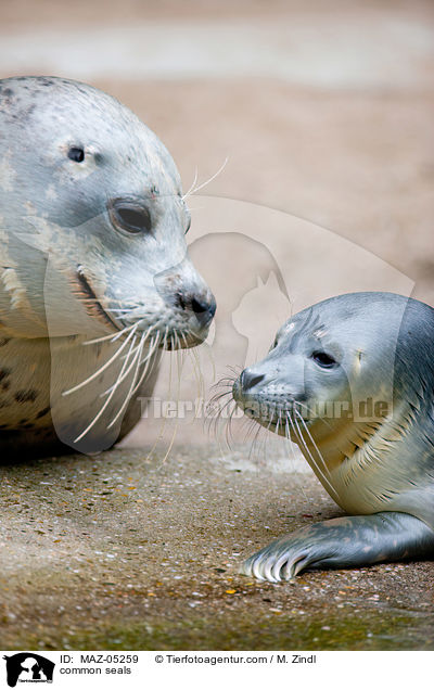 Seehunde / common seals / MAZ-05259