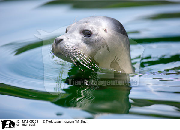 Seehund / common seal / MAZ-05261