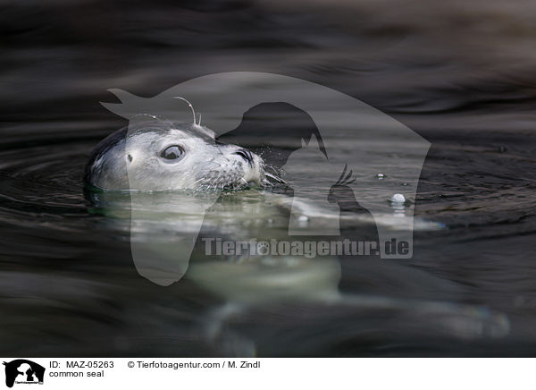 common seal / MAZ-05263