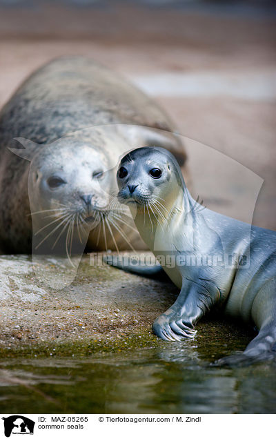 common seals / MAZ-05265