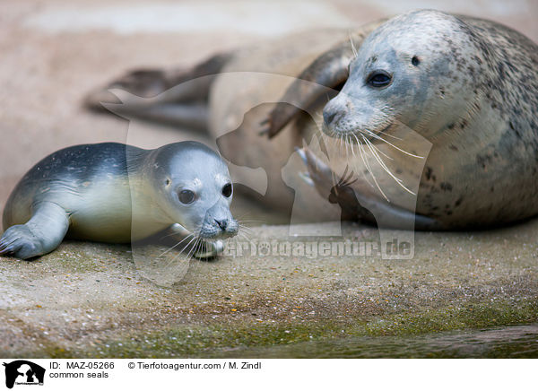 Seehunde / common seals / MAZ-05266
