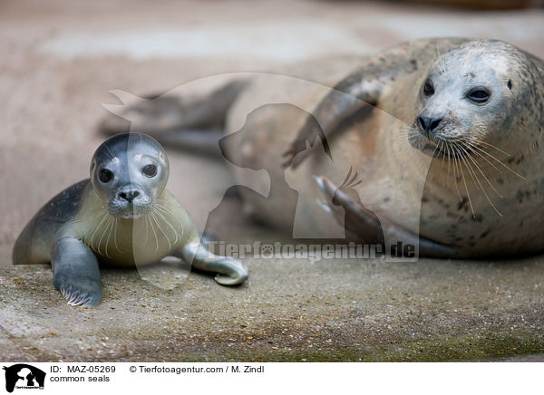 Seehunde / common seals / MAZ-05269