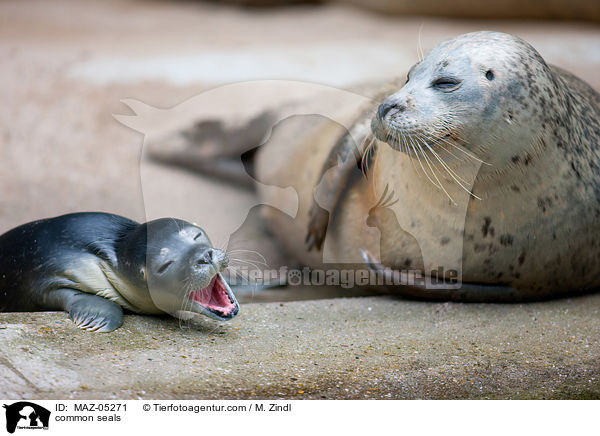 common seals / MAZ-05271