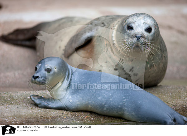 Seehunde / common seals / MAZ-05274