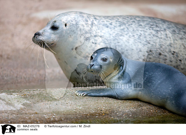 Seehunde / common seals / MAZ-05276