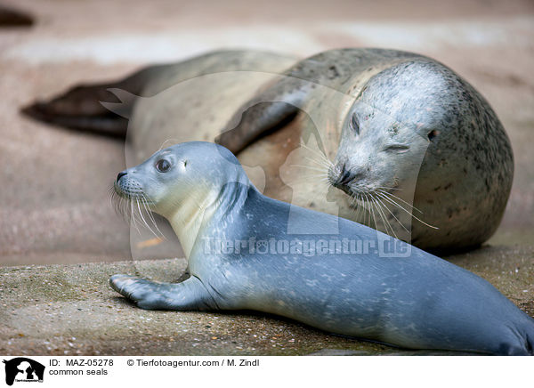 Seehunde / common seals / MAZ-05278